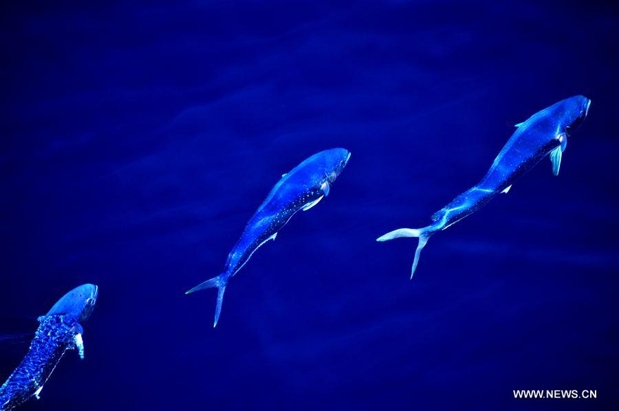 Los hermosos Mahi-mahi son fotografiados durante la nueva expedición en el Mar Meridional de China