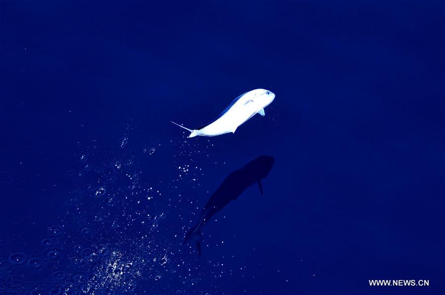 Los hermosos Mahi-mahi son fotografiados durante la nueva expedición en el Mar Meridional de China