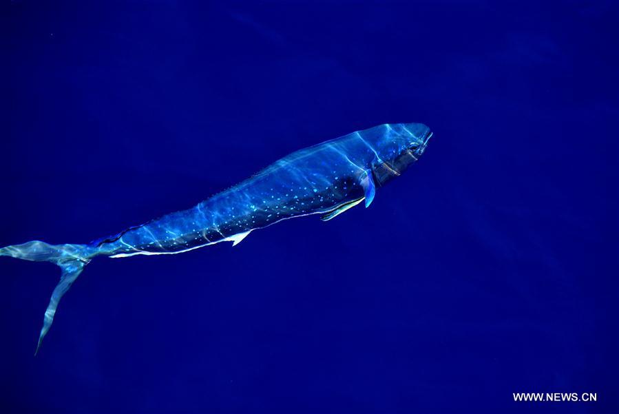 Los hermosos Mahi-mahi son fotografiados durante la nueva expedición en el Mar Meridional de China