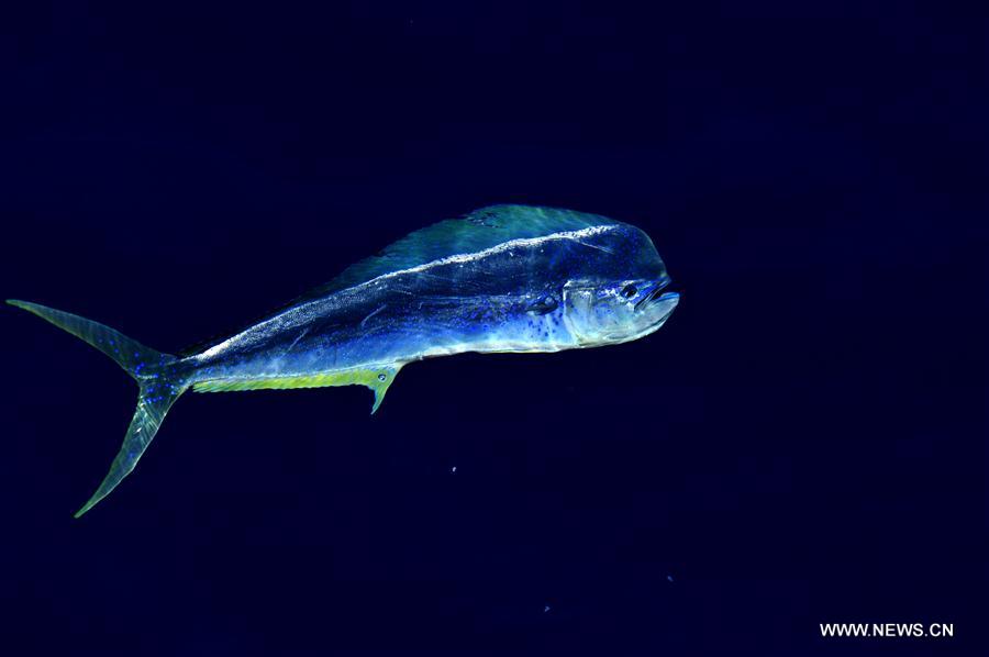 Los hermosos Mahi-mahi son fotografiados durante la nueva expedición en el Mar Meridional de China