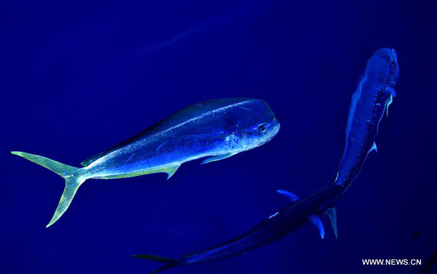 Los hermosos Mahi-mahi son fotografiados durante la nueva expedición en el Mar Meridional de China