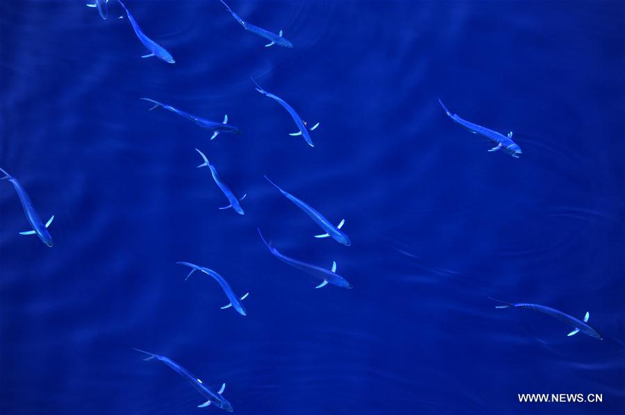 Los hermosos Mahi-mahi son fotografiados durante la nueva expedición en el Mar Meridional de China