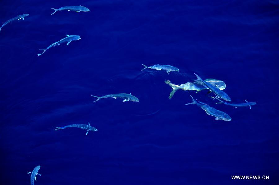 Los hermosos Mahi-mahi son fotografiados durante la nueva expedición en el Mar Meridional de China