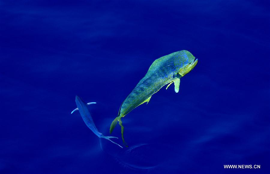 Los hermosos Mahi-mahi son fotografiados durante la nueva expedición en el Mar Meridional de China