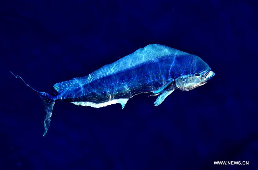 Los hermosos Mahi-mahi son fotografiados durante la nueva expedición en el Mar Meridional de China