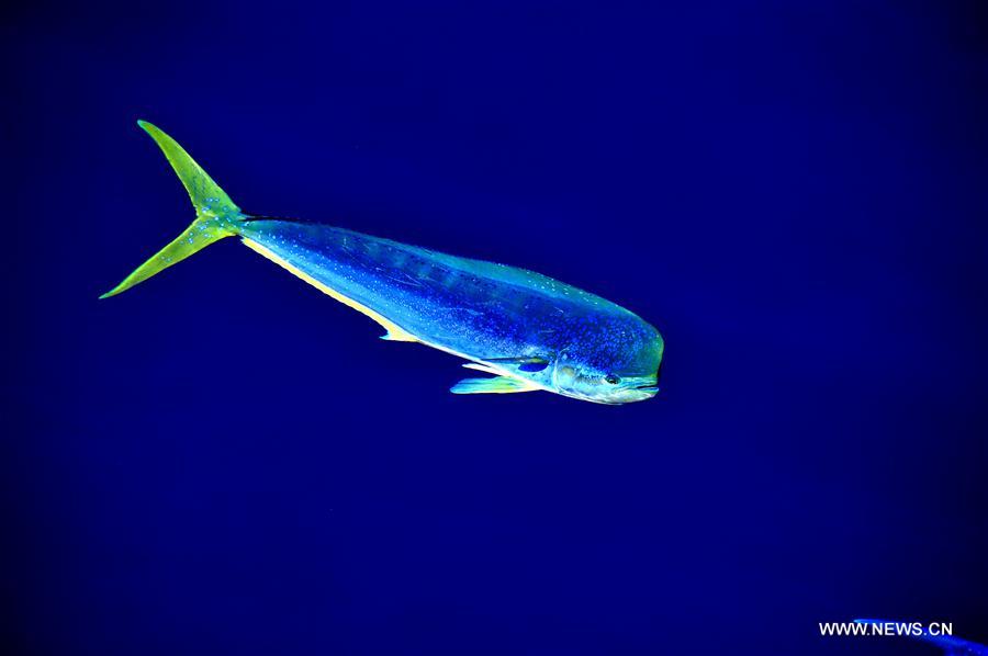 Los hermosos Mahi-mahi son fotografiados durante la nueva expedición en el Mar Meridional de China