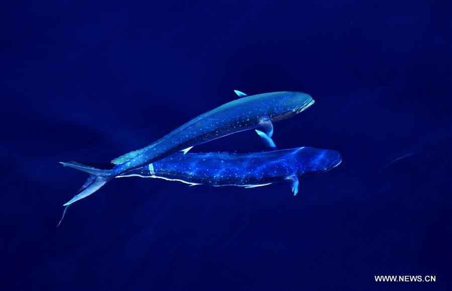 Los hermosos Mahi-mahi son fotografiados durante la nueva expedición en el Mar Meridional de China