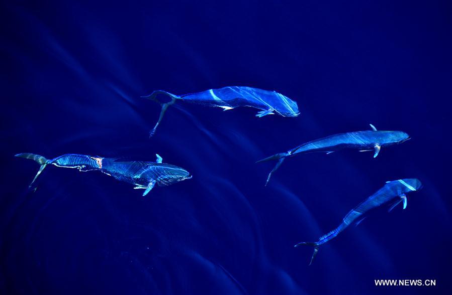 Los hermosos Mahi-mahi son fotografiados durante la nueva expedición en el Mar Meridional de China