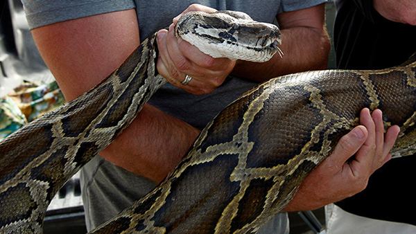 Aldeanos encuentran a su vecino en el interior de una serpiente pitón