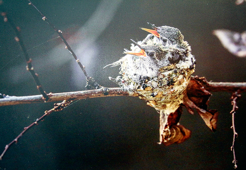 El libro "Aves silvestres del Ecuador", del fotógrafo Wang Jianguo, presenta a los lectores chinos la gran biodiversidad aviar del fascinante país latinoamericano. (Foto: YAC)