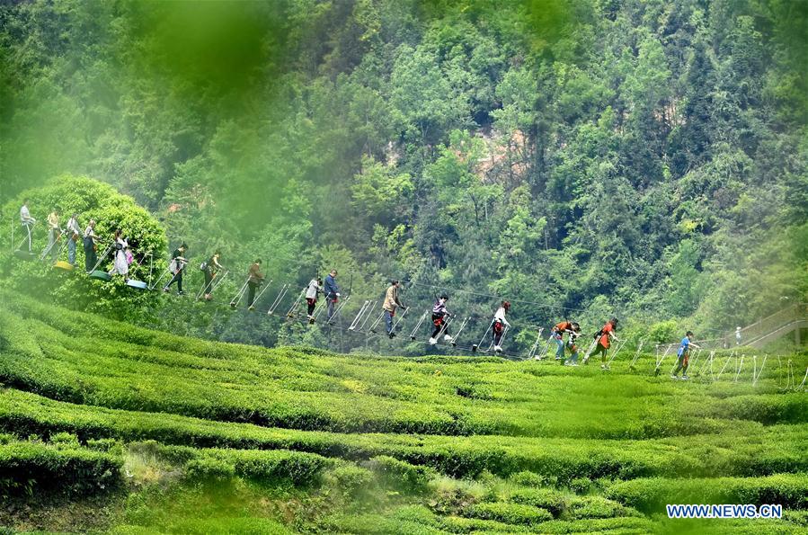 Turistas visitan el jardín de té orgánico durante las vacaciones del Día del Trabajo