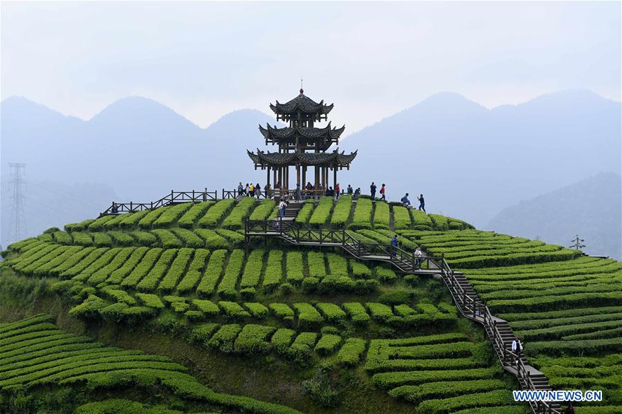 Turistas visitan el jardín de té orgánico durante las vacaciones del Día del Trabajo