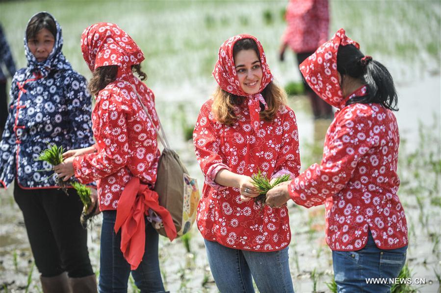 Estudiantes extranjeros aprenden a sembrar arroz en Liaoning