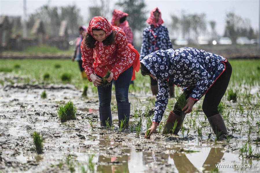 Estudiantes extranjeros aprenden a sembrar arroz en Liaoning