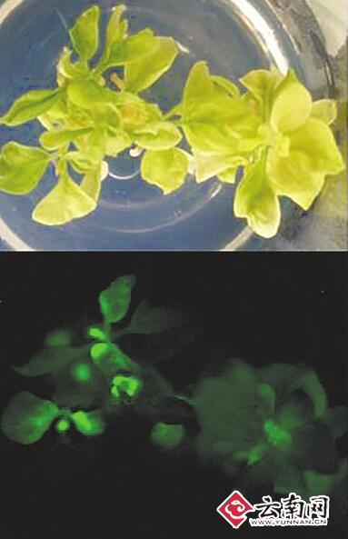 China desarrolla la primera planta fluorescente