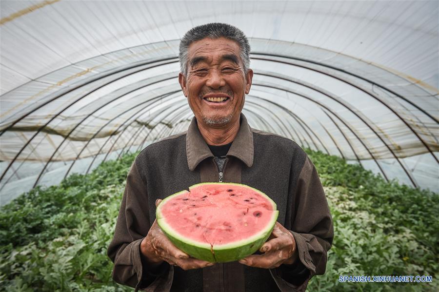 Agricultor se hace rico por plantar sandía en invernaderos