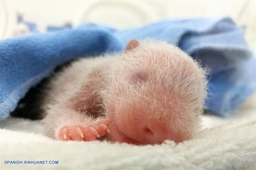 SHAANXI, junio 22, 2017 (Xinhua) -- Imagen del 16 de junio de 2017 de un cachorro parido por la panda Yang Yang, de catorce a?os de edad, permaneciendo en el Centro de Rescate y Cría de Animales Salvajes Raros de Shaanxi, en la provincia de Shaanxi, en el noroeste de China. El departamento forestal provincial informó el jueves que Yang Yang dio a luz un cachorro el 11 de junio y Ai Bang dio a luz a cachorros gemelos el 12 de junio en el centro. (Xinhua/Str)