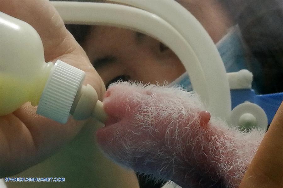 SHAANXI, junio 22, 2017 (Xinhua) -- Imagen del 14 de junio de 2017 de un cachorro parido por la panda Yang Yang, de catorce a?os de edad, bebiendo leche en el Centro de Rescate y Cría de Animales Salvajes Raros de Shaanxi, en la provincia de Shaanxi, en el noroeste de China. El departamento forestal provincial informó el jueves que Yang Yang dio a luz un cachorro el 11 de junio y Ai Bang dio a luz a cachorros gemelos el 12 de junio en el centro. (Xinhua/Str)