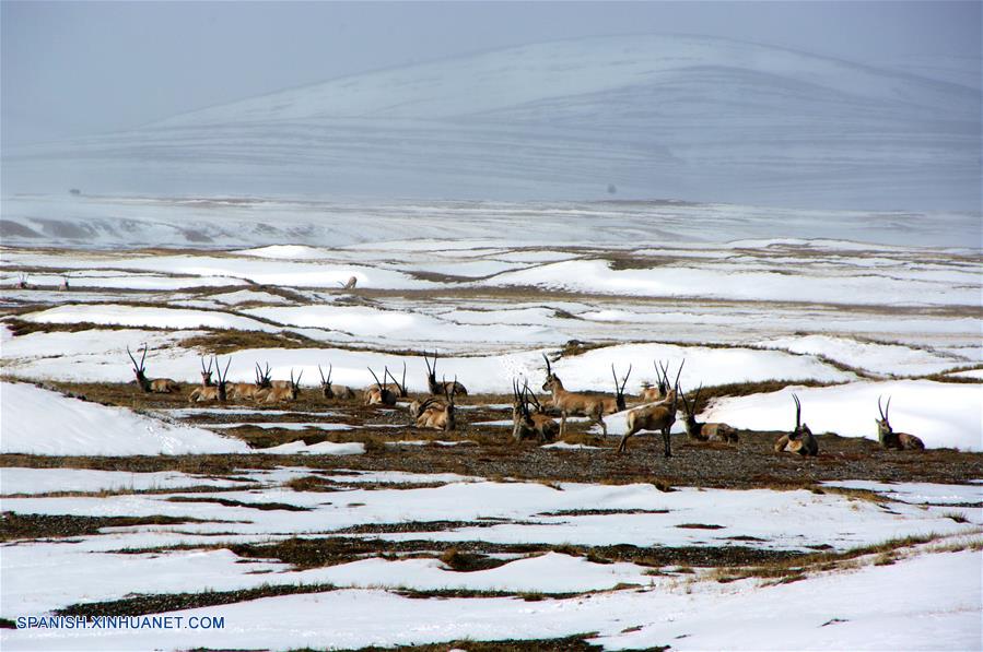 Incluyen a sitio chino Hoh Xil de Qinghai en Lista de Patrimonio Mundial