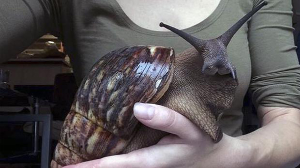 Un gigantesco caracol con aspecto de conejo aterroriza a Twitter