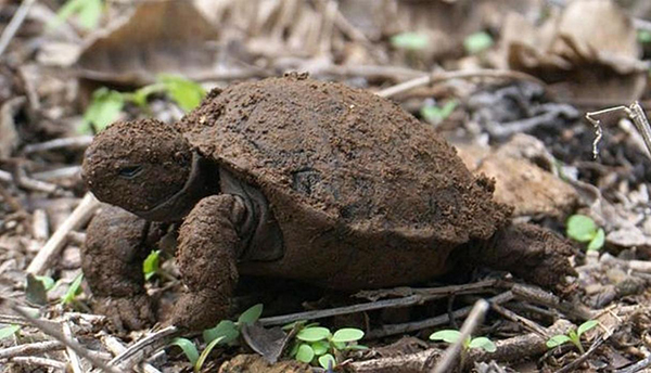 La Estación Espacial Internacional ayudará a proteger a las tortugas gigantes