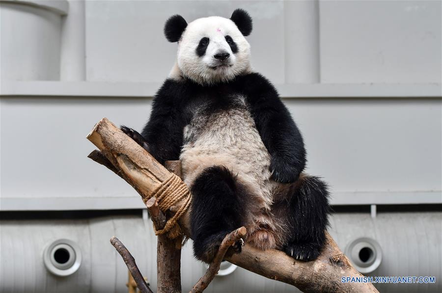 Pandas gigantes celebran el onceavo cumplea?os en el Zoológico Nacional en Kuala Lumpur