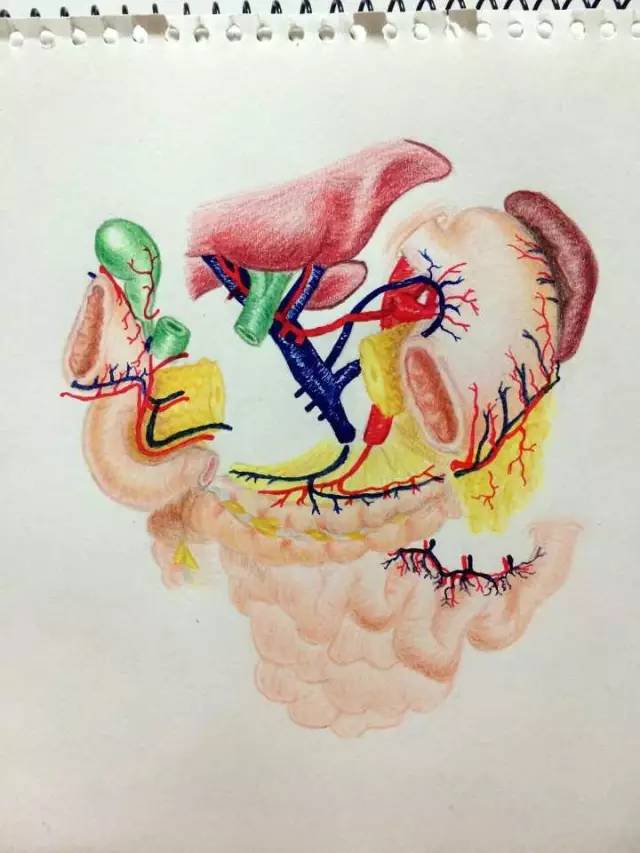 Una doctora con talento en la pintura se hace famosa por sus ilustraciones médicas