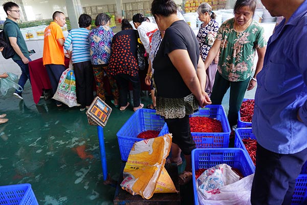 Los agricultores esperan en fila para vender sus pimientos picantes a una compa?ía en el condado Longhui, ciudad de Shaoyang en la provincia de Hunan, el 9 de septiembre. [Foto de Wang Jingjing / chinadaily.com.cn]