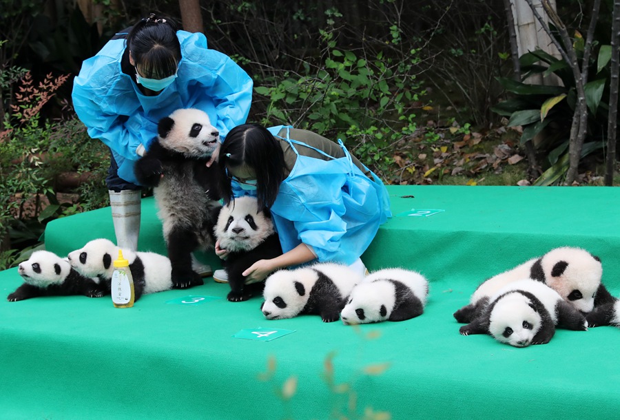 11 pandas gigantes dan sus primeros pasos en público