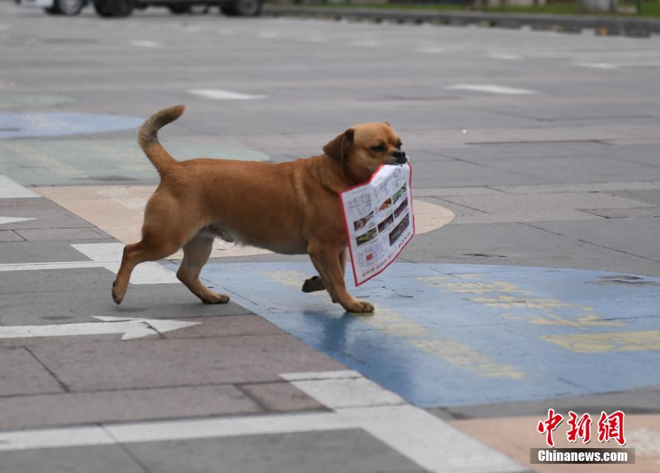 Un perro ayuda a su due?o a recoger basura en Changchun