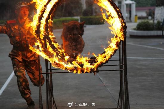 Fuerzas del orden organizan funeral para un perro policía en Guangdong