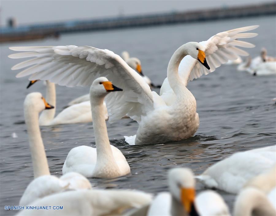 La reserva nacional de cisnes de Rongcheng