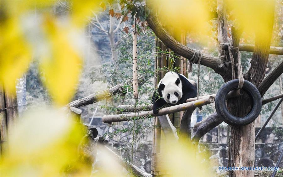 Panda gigante nacida en Malasia es presentada al público