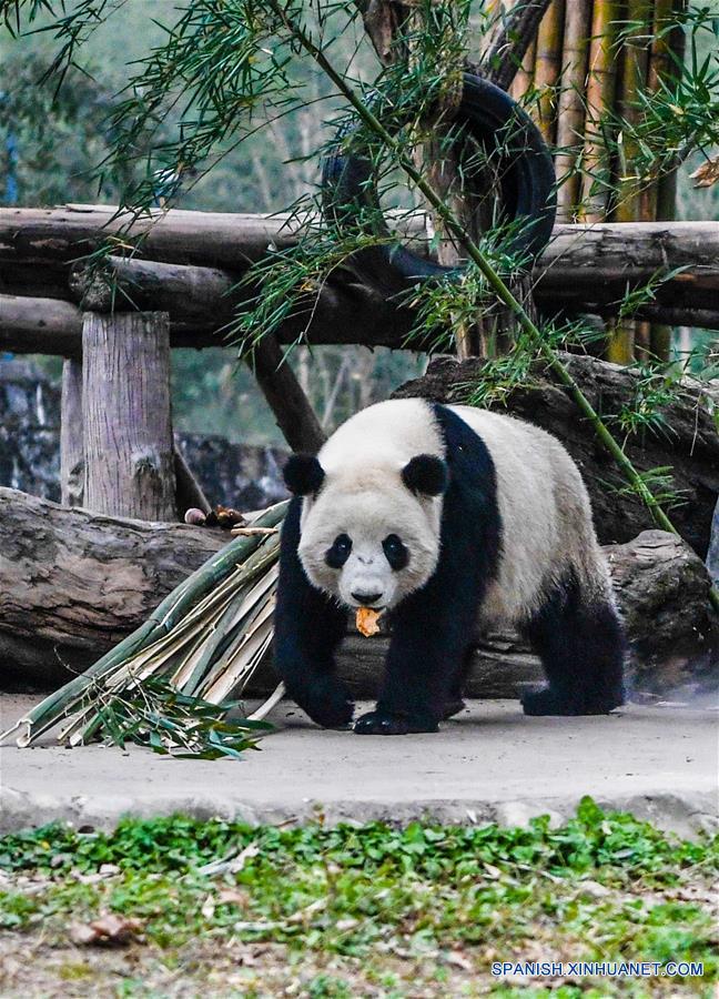 Panda gigante nacida en Malasia es presentada al público