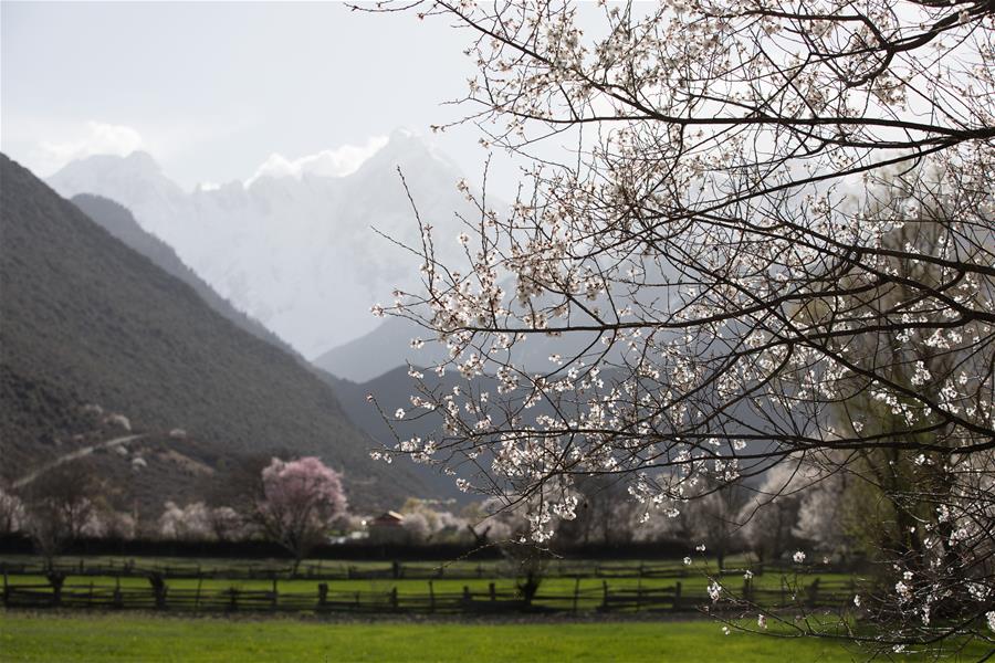 Paisaje de flores de durazno en el Tíbet