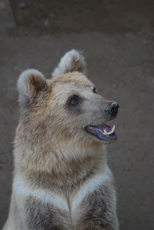 Expresiones de los animales en el Día Mundial de la Sonrisa