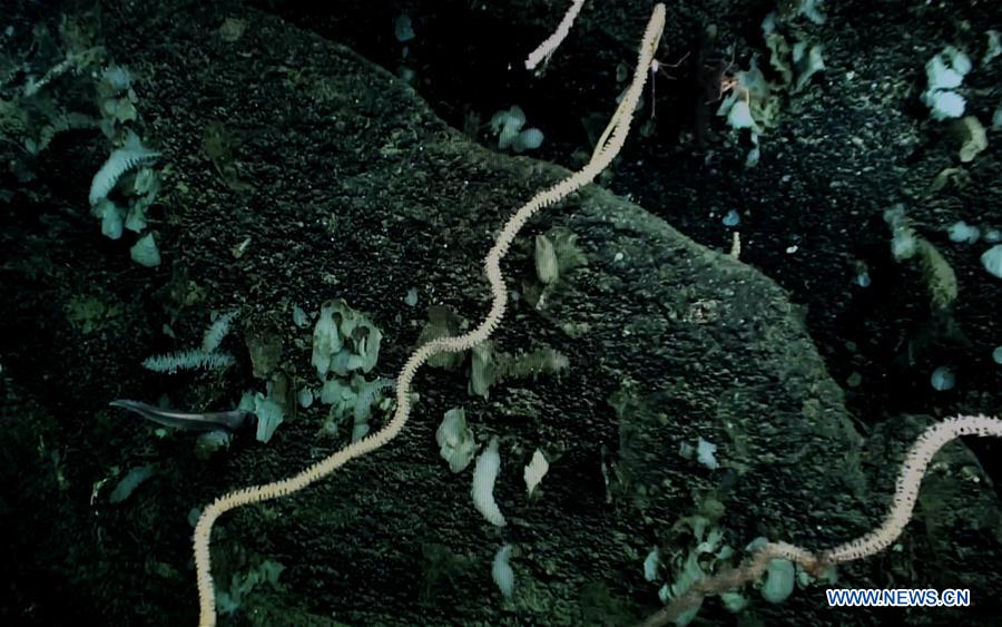 Científicos descubren un coral de agua fría en la meseta Ganquan del Mar Meridional de China