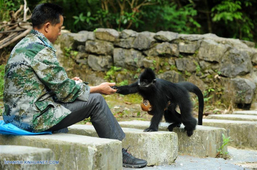 Langures de Francois, una especie de primate en peligro