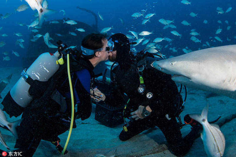 Una proposición de matrimonio bajo el agua con tiburones. El prometido se puso nervioso por la presencia de tiburones y casi pierde el anillo de diamantes en el momento crucial. La pareja también fue fotografiada compartiendo un beso y posando para fotos con un tiburón en Florida, EE.UU, el 12 de junio de 2016. [Foto / IC]