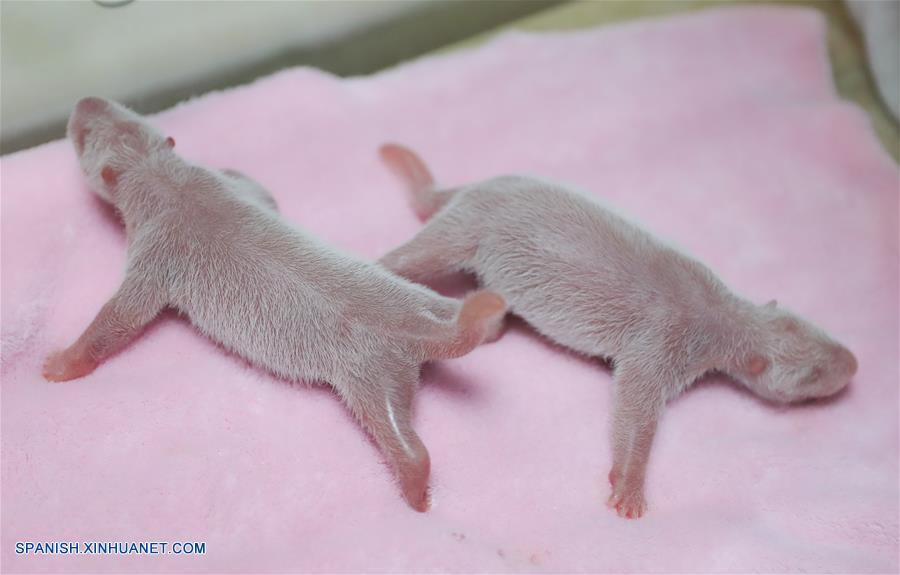 Primera pareja de gemelos macho-hembra de pandas gigantes de este a?o nacen en suroeste de China