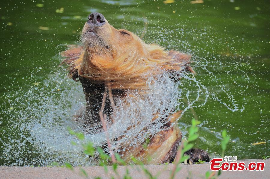 Animales en batalla contra el verano caluroso