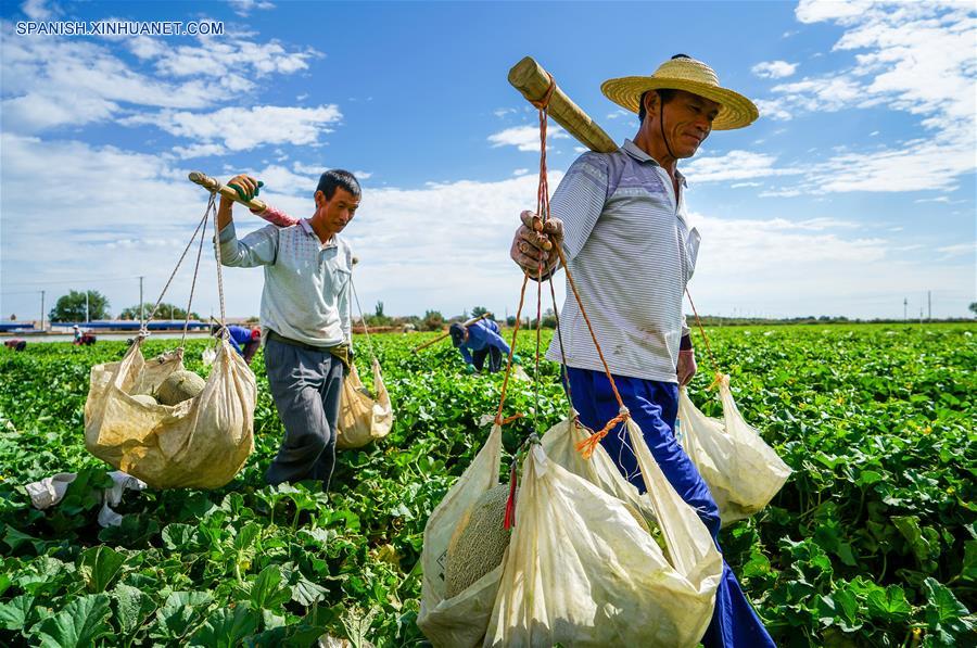 Xinjiang: Cosecha de Melón Hami