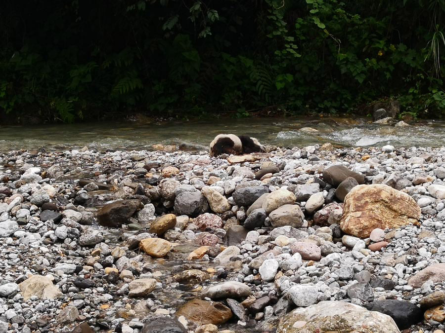 Cría de panda gigante se ahoga posiblemente debido a fuertes lluvias en China