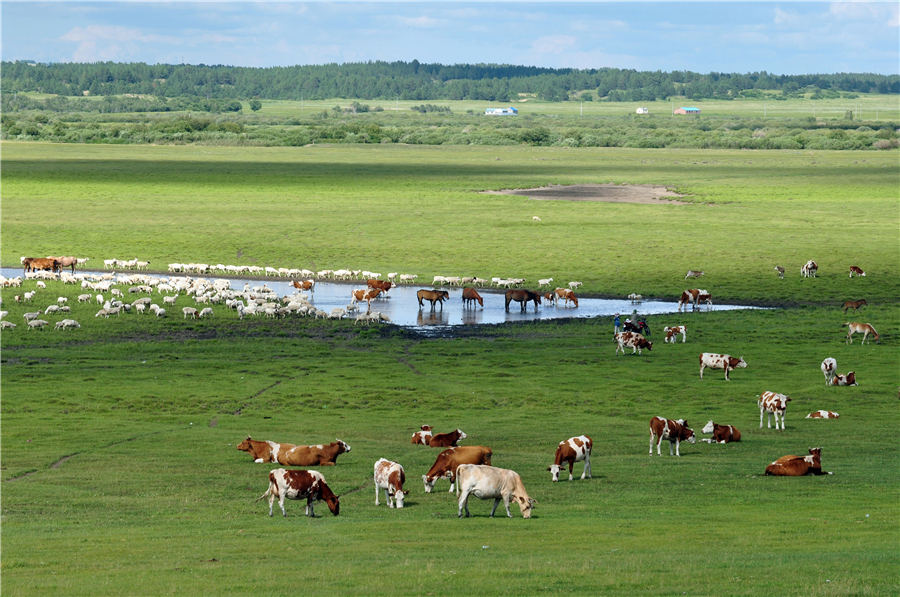 Las hermosas praderas de Hulunbuir en Mongolia Interior