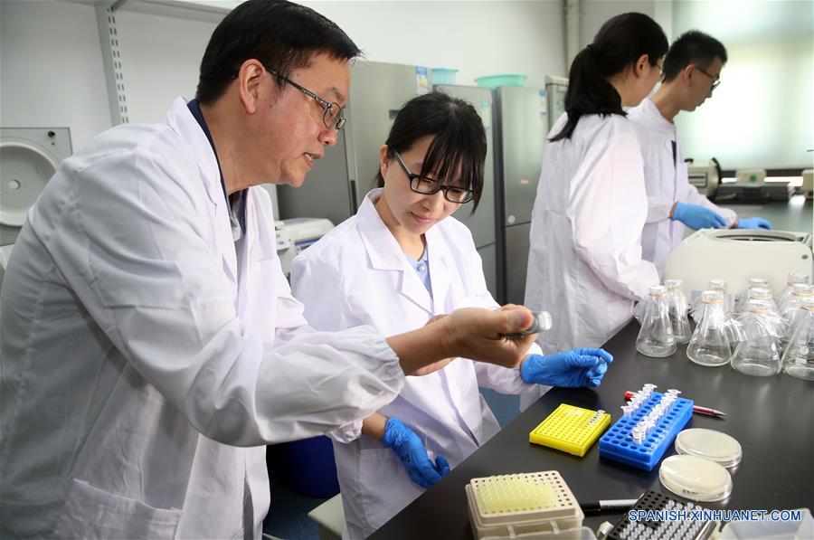 Imagen del 31 de julio de 2018 de Qin Zhongjun (i), biólogo molecular en el Centro de Excelencia en Ciencias Moleculares de Plantas del Instituto de Fisiología y Ecología Vegetal de Shanghai de la Academia de Ciencias de China, hablando acerca de un tema con una integrante de su equipo en Shanghai, en el este de China. La levadura de cerveza, un tercio de cuyo genoma se dice que comparte ascendencia con el de un ser humano, tiene 16 cromosomas. Sin embargo, los científicos chinos han logrado colocar casi todo su material genético en uno solo sin afectar la mayoría de sus funciones, según un artículo publicado el jueves en el sitio web de Nature. Qin Zhongjun y su equipo utilizaron la edición de genoma CRISPR-Cas9 para crear una sola cepa cromosómica de levadura, indica el artículo. (Xinhua/Ding Ting)