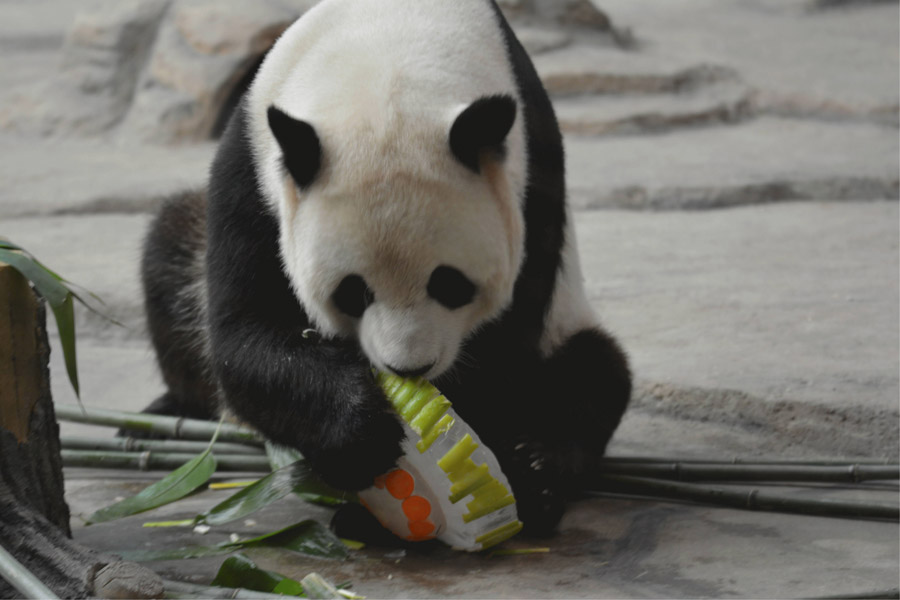 Refrescándose del calor al estilo Panda