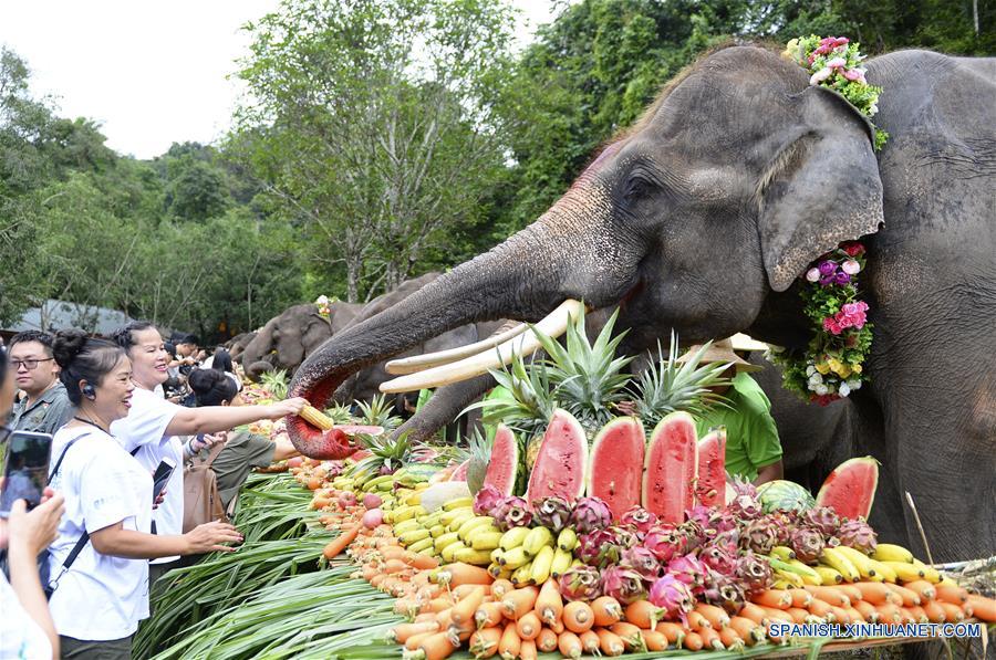 El Día Mundial del Elefante