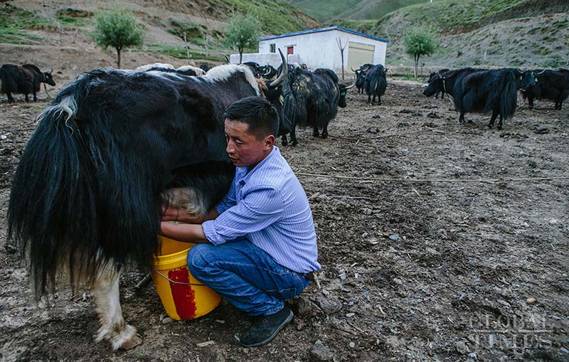 Un tibetano orde?a un yak. Región Autónoma del Tíbet, China, 14 de agosto del 2018. (Foto: Li Hao/ GT)