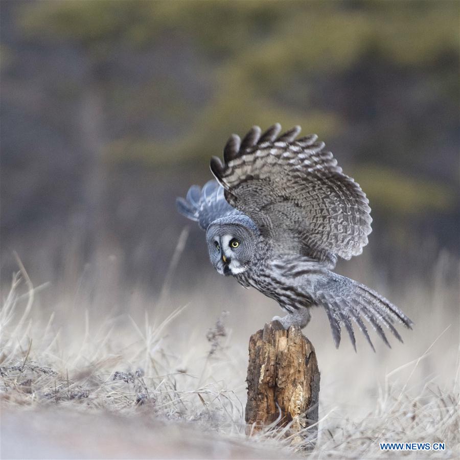 Imágenes de búhos grises grandes en Mongolia Interior