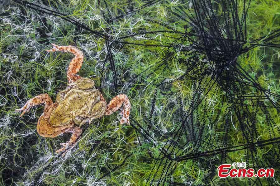 En la categoría de otros animales, Georg Kantioler, de Italia, fue finalista del Concurso Fotográfico Europeo de Vida Silvestre 2018 con su foto "Acoplamiento de sapos". (Foto: Agencias)